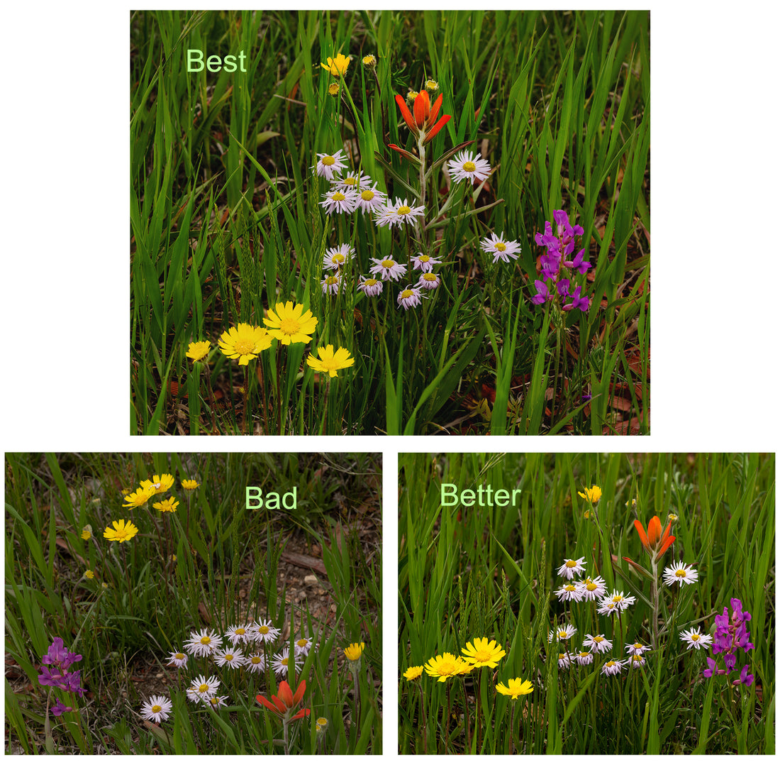 Runner Up: Spring Flowers