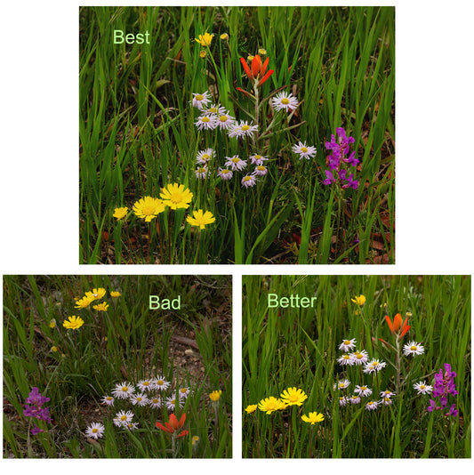 Runner Up: Spring Flowers