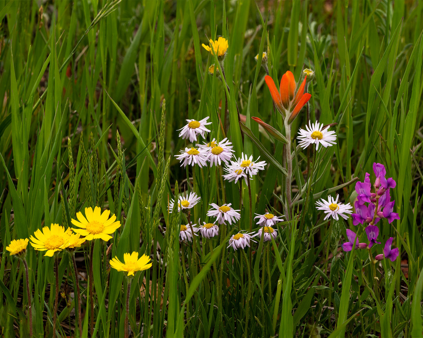 A variety of red, light pink, fuchsia, and yellow wildflowers bloom amid the grasses in this Fine Art Nature Print by McClusky Nature Photography.
