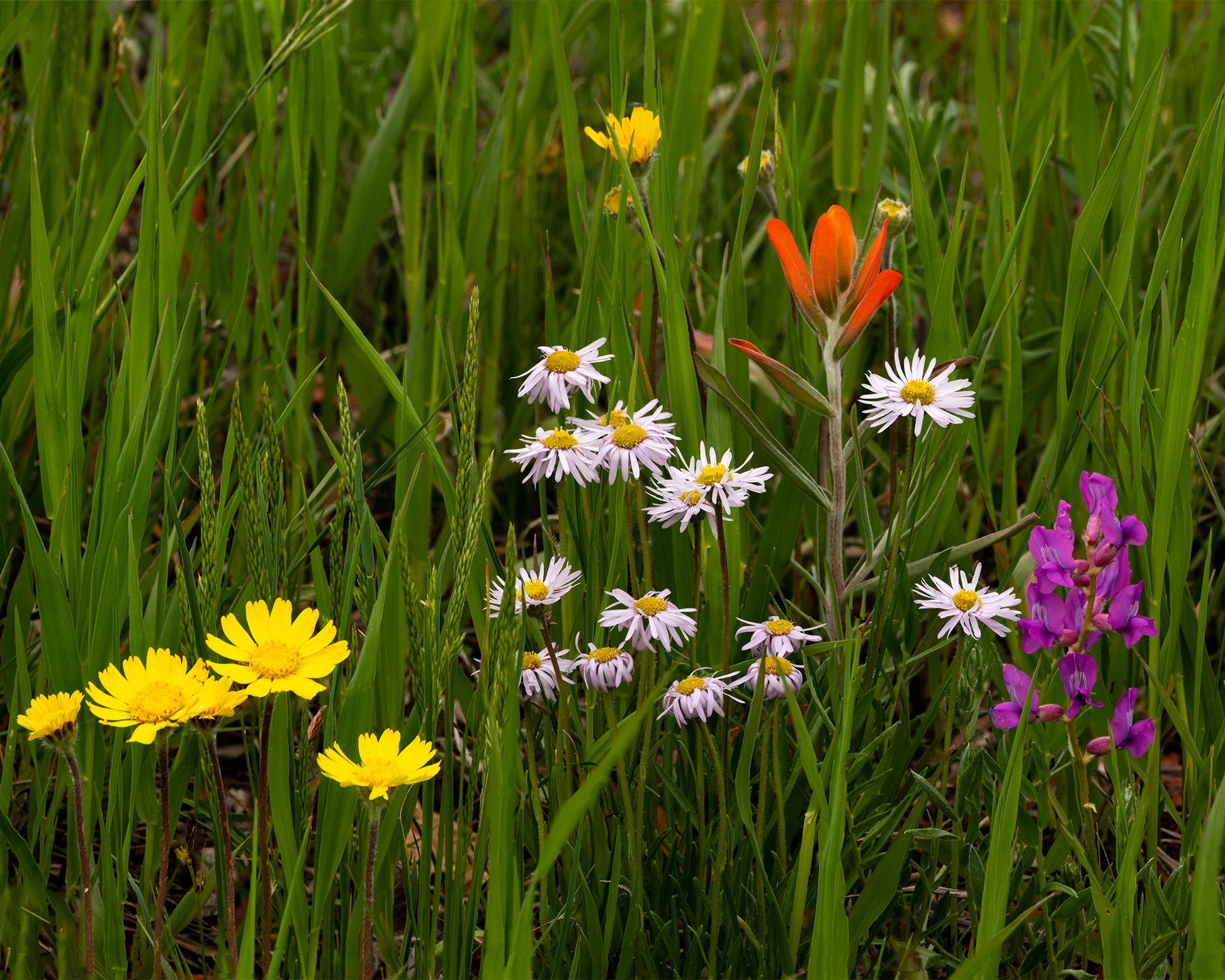 A variety of red, light pink, fuchsia, and yellow wildflowers bloom amid the grasses in this Fine Art Nature Print by McClusky Nature Photography.