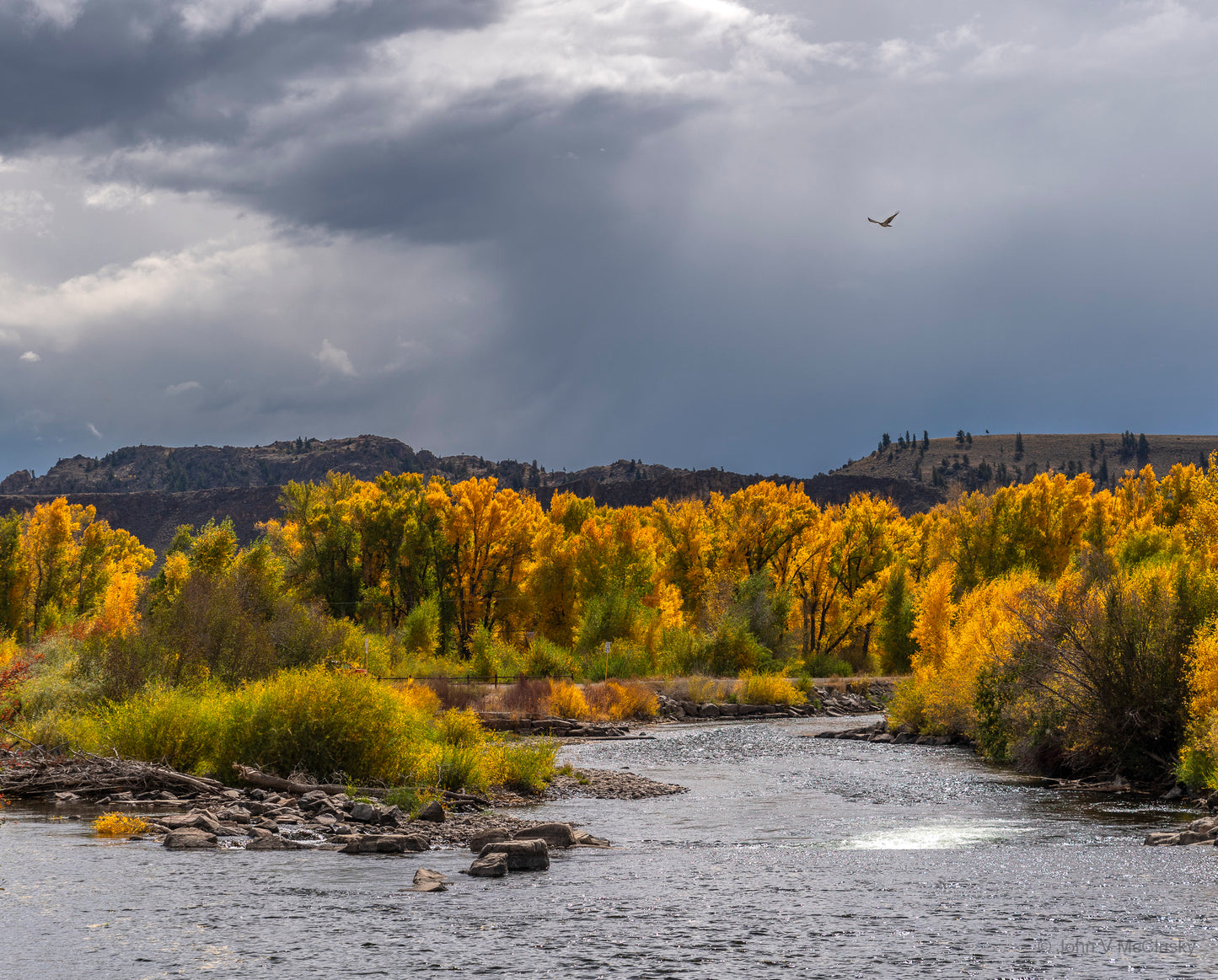 In this fine art landscape photograph, sunlit golden cottonwood trees line the Arkansas river, but threatening clouds loom on the horizon. A hawk floats above, observing all.