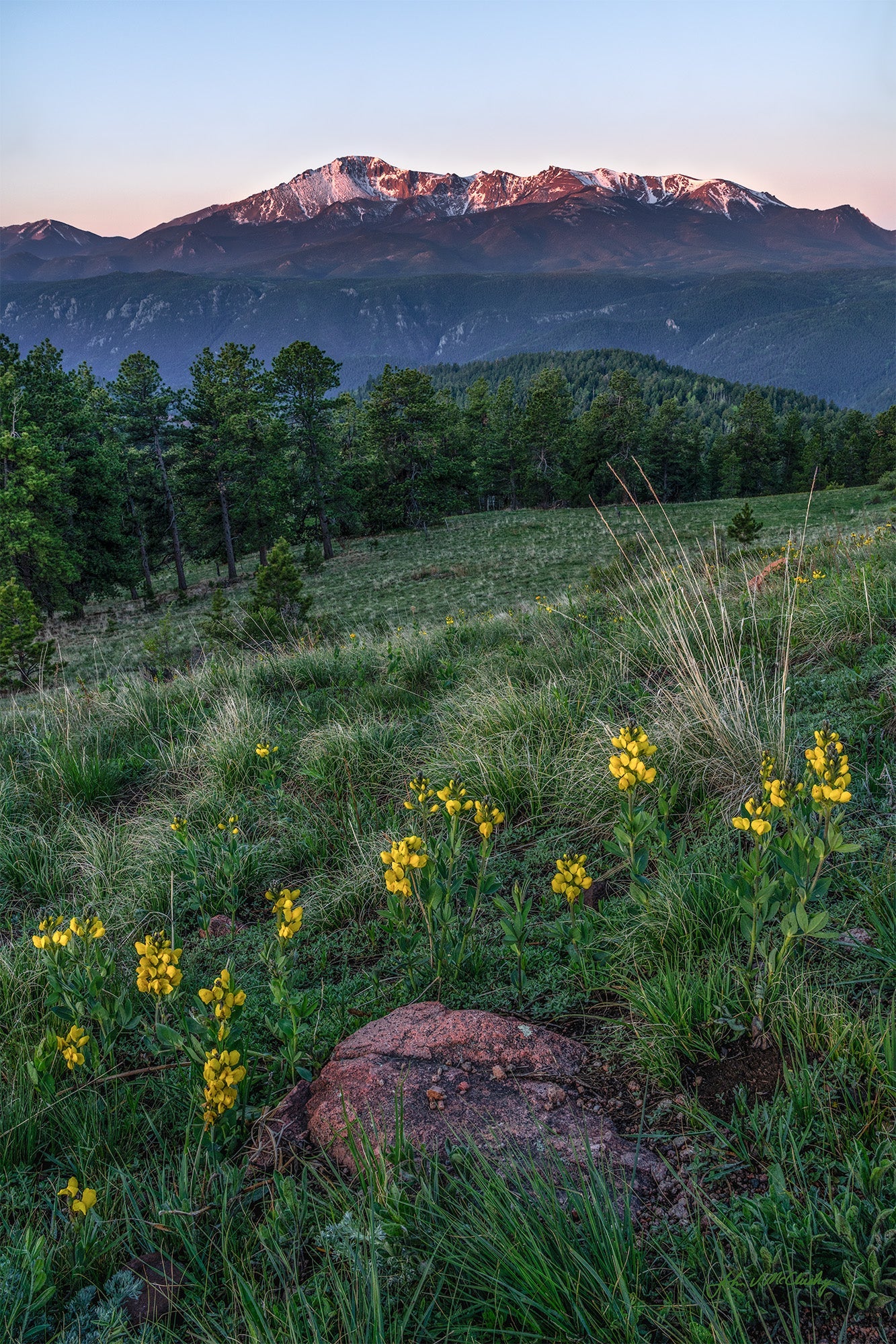 Pikes Peak and yellow flowers in the foreground catch the first light of sunrise.