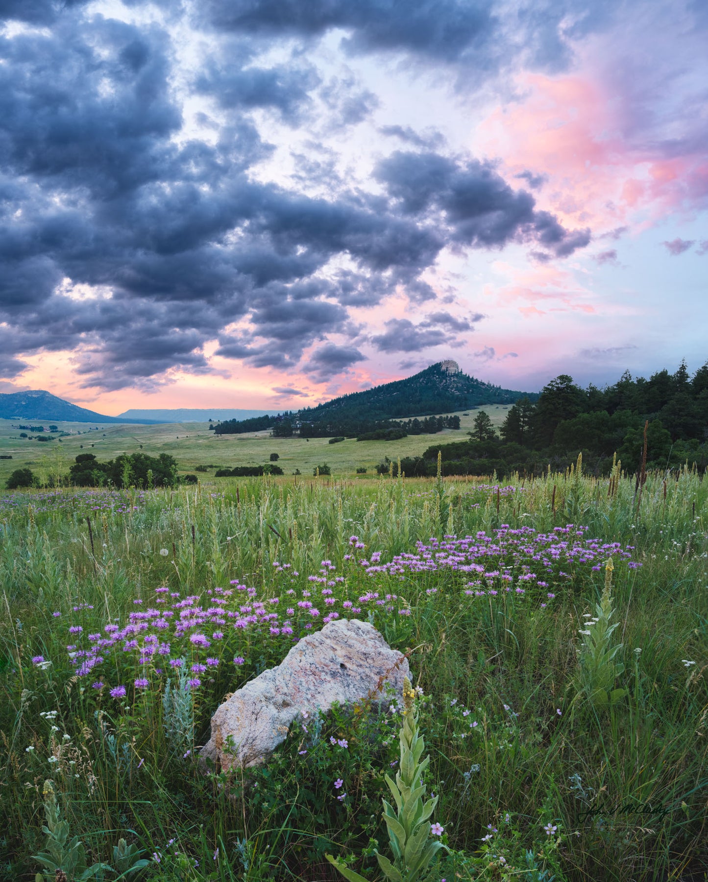 Bee Balm at Spruce Mtn