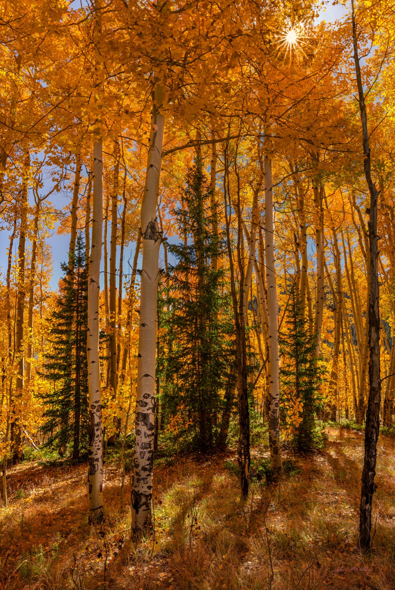 Spruce and Golden Aspen: Fine Art Landscape Photography – McClusky