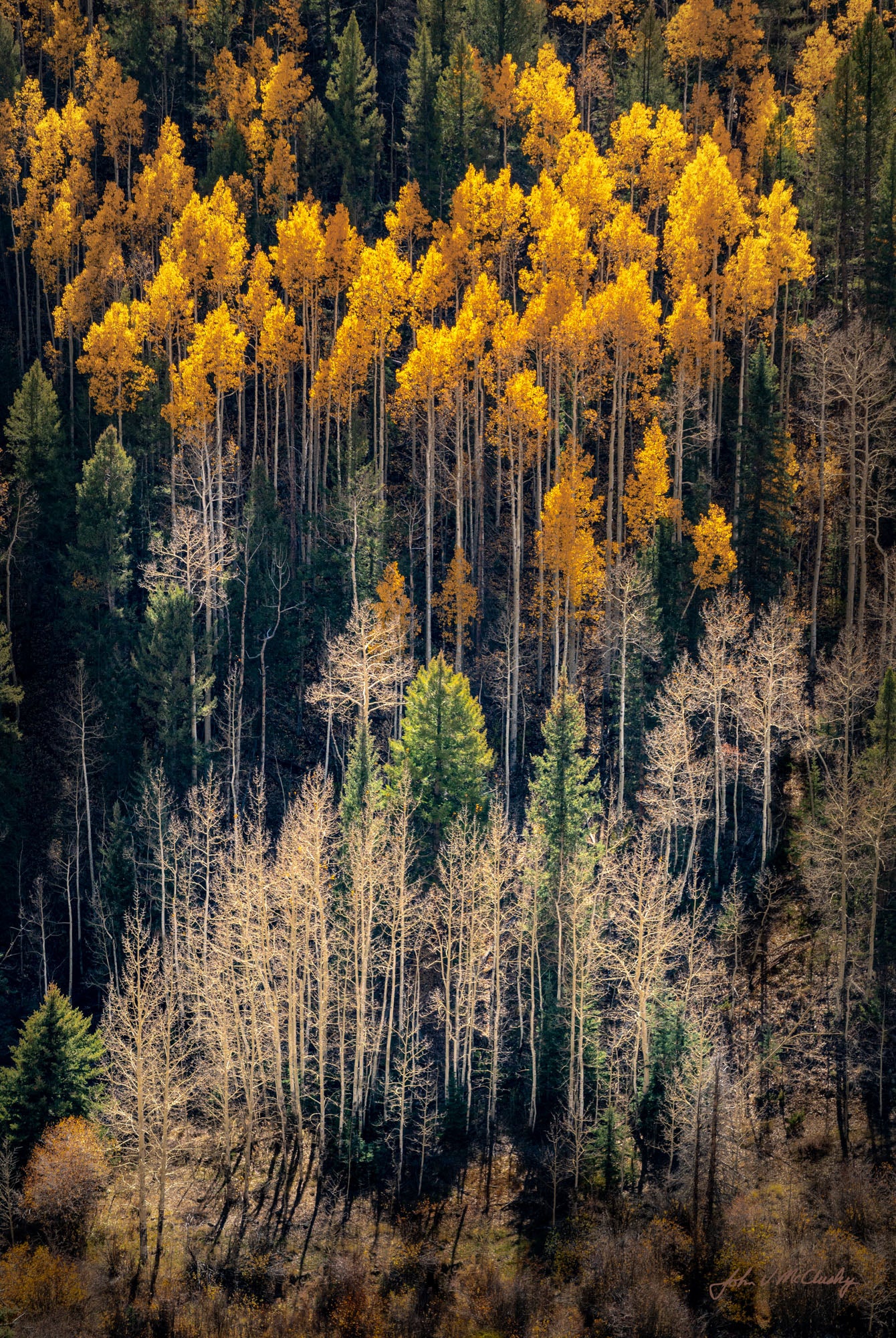 Towering Aspen