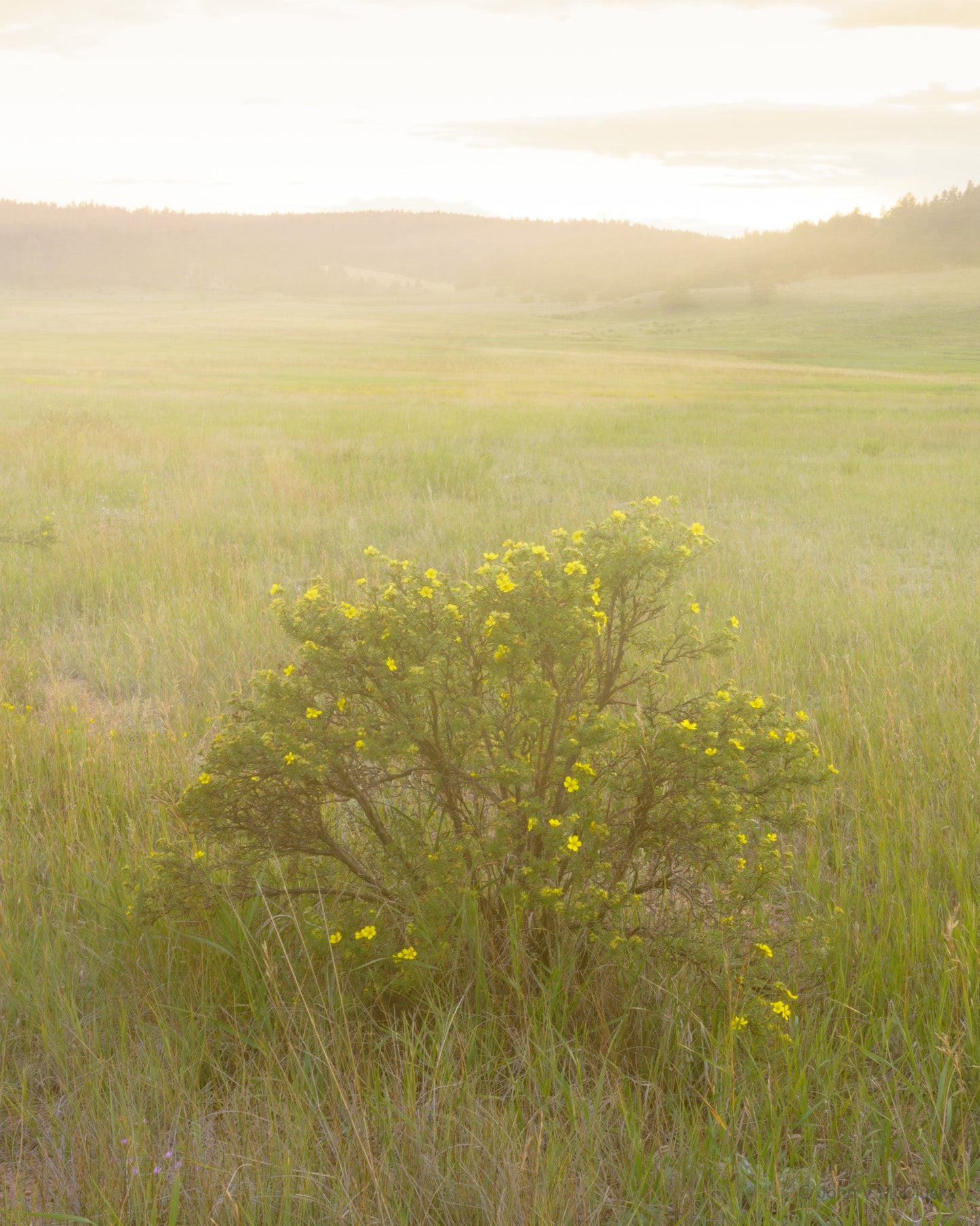 A Cinquefoil bush in bloom in a wide meadow with a misty, dreamlike feel. Fine art nature photography print by McClusky Nature Photography.