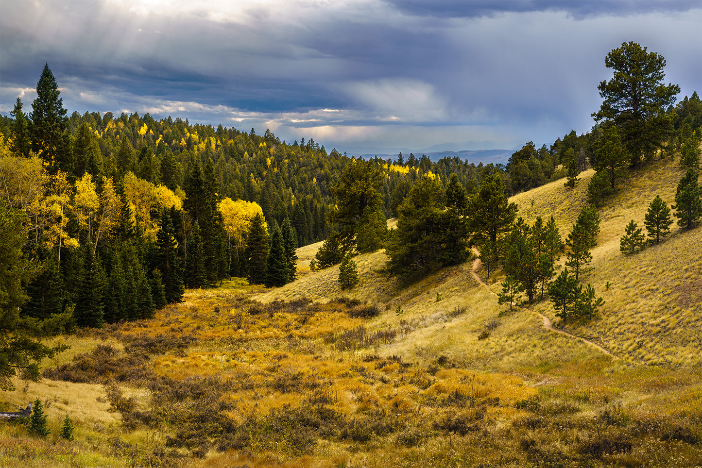 Fall grasses and aspen join the evergreens in a gentle meadow with a path leading into the distance. Dark clouds and god rays grace the sky with a distant look of the Colligate Peaks in this landscape photography print by McClusky Nature Photography.