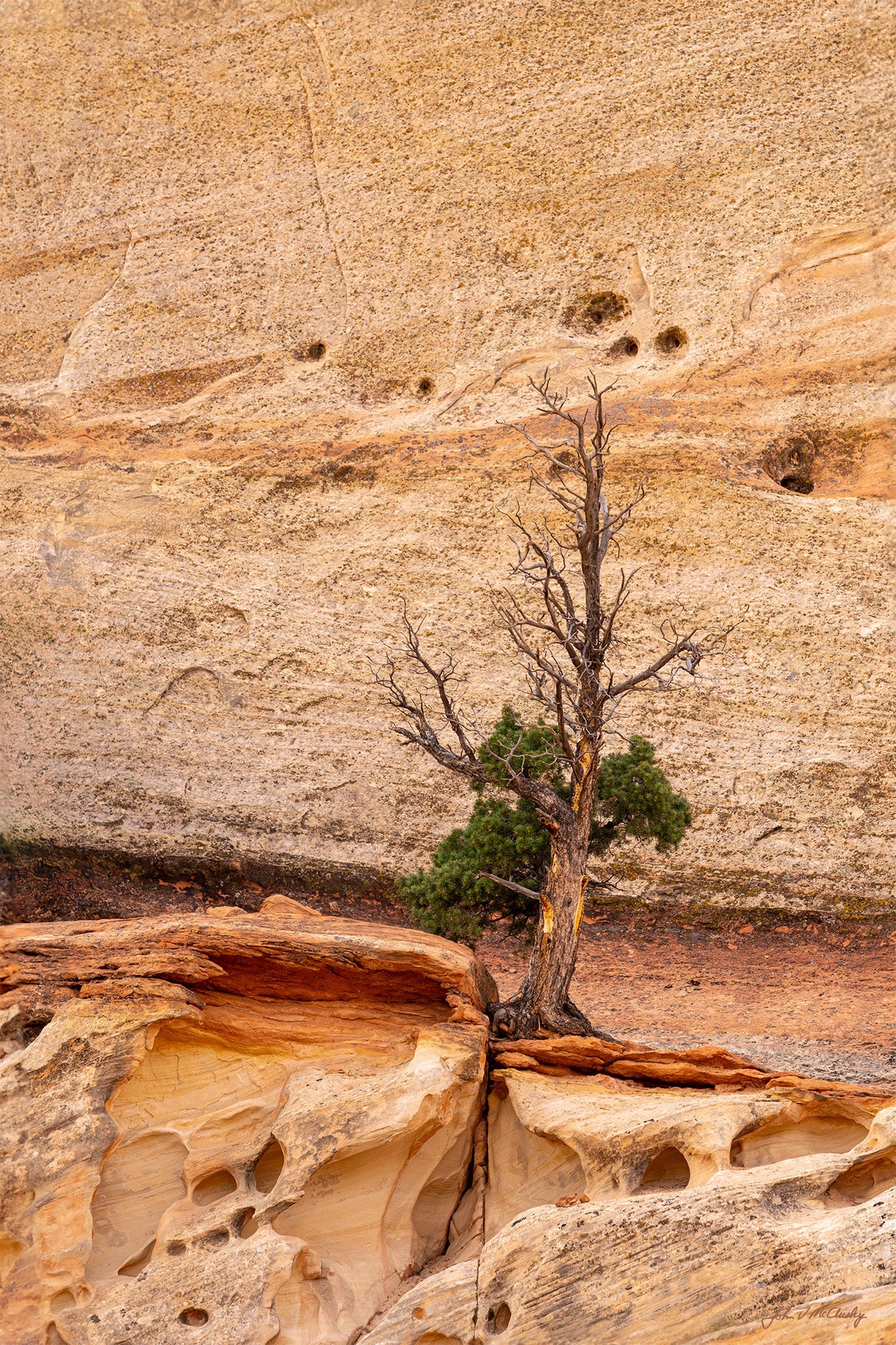 Hanging On: Fine Art Nature Photography