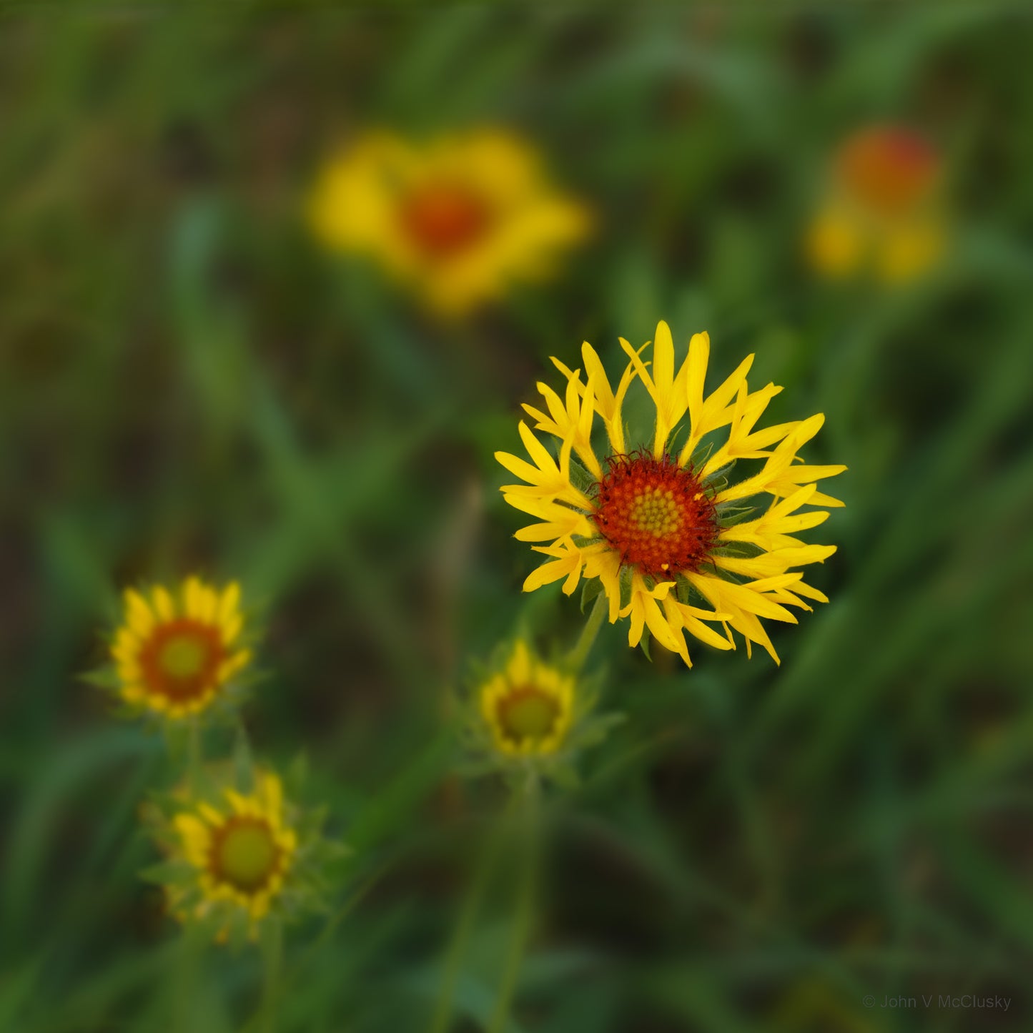 Red Dome Blanketflowers with their fringed petals and fuzzy red centers are set against their diffuse foliage. Fine art nature image by McClusky Nature Photography.