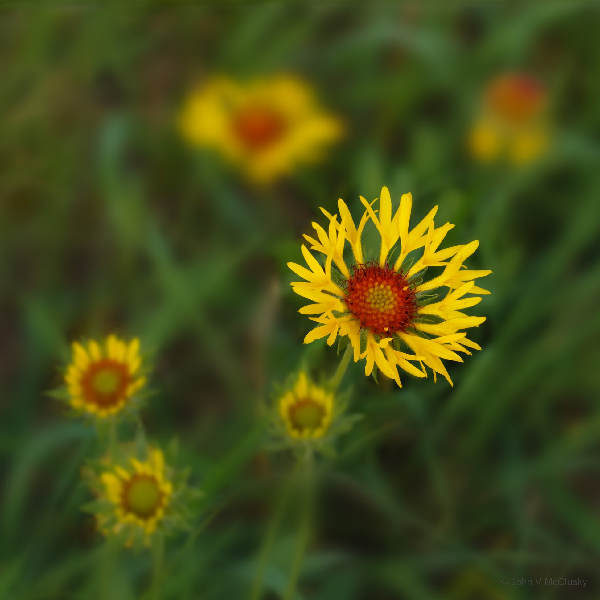 Red Dome Blanketflowers with their fringed petals and fuzzy red centers are set against their diffuse foliage.  Fine art nature image  by McClusky Nature Photography.
