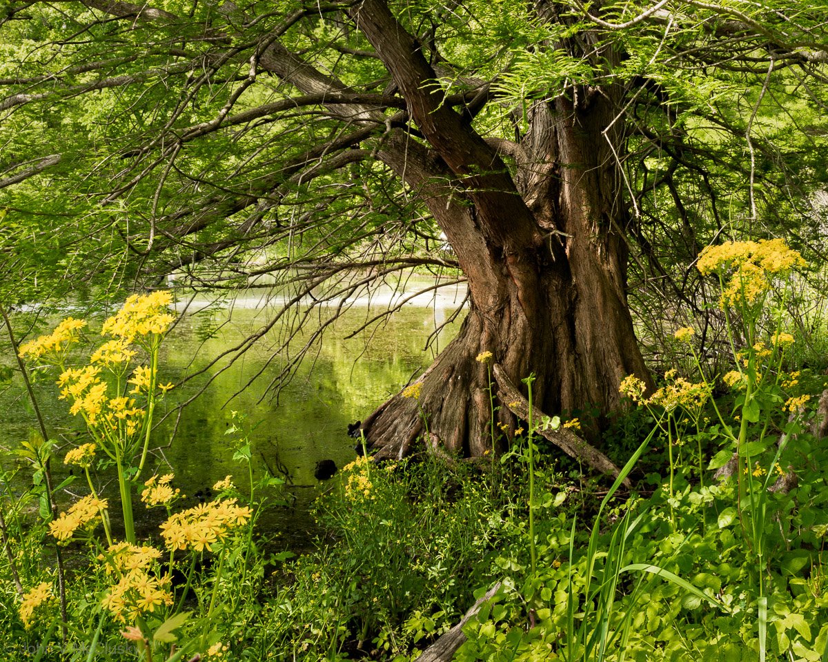 A low, gnarled cypress tree sits on the lakeshore amid lush grass and Butterweed flowers at Beaver Dam State Park. Fine art print by McClusky Nature Photography.