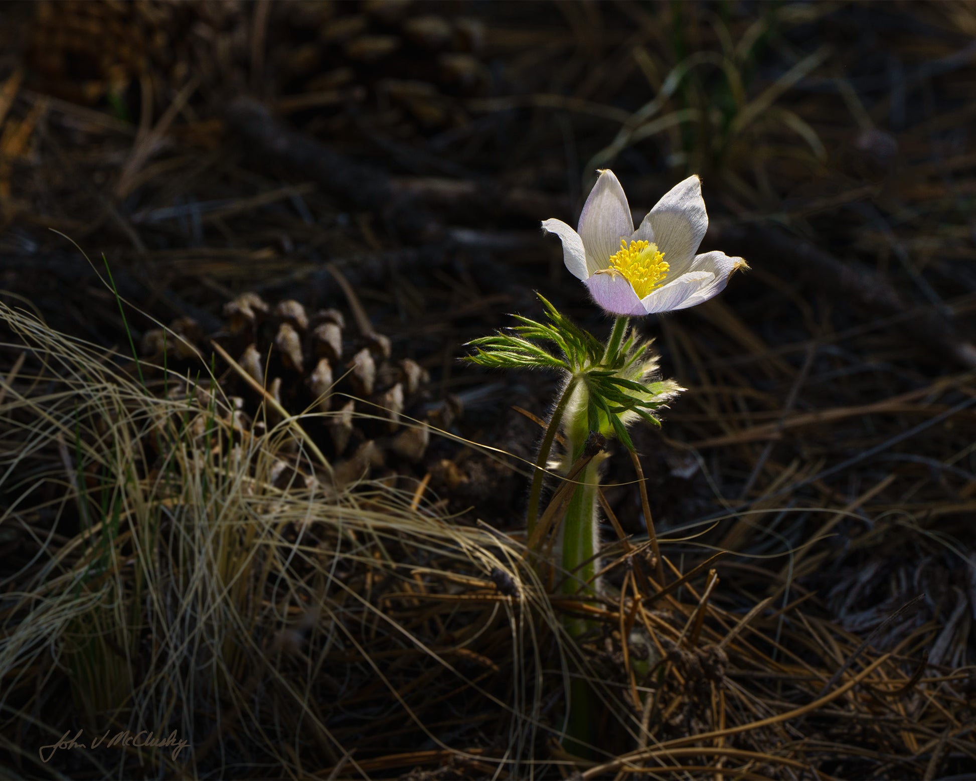 The sun spotlights a solitary pasqueflower amid pinecones and pine needles in this nature photography image by McClusky Nature Photography.