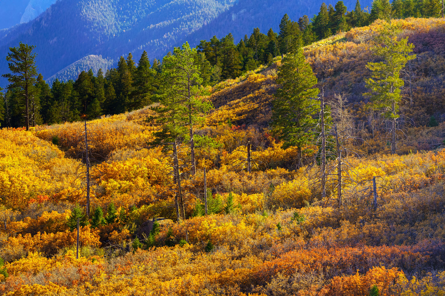 Autumn landscape with colorful trees and mountains in the background
