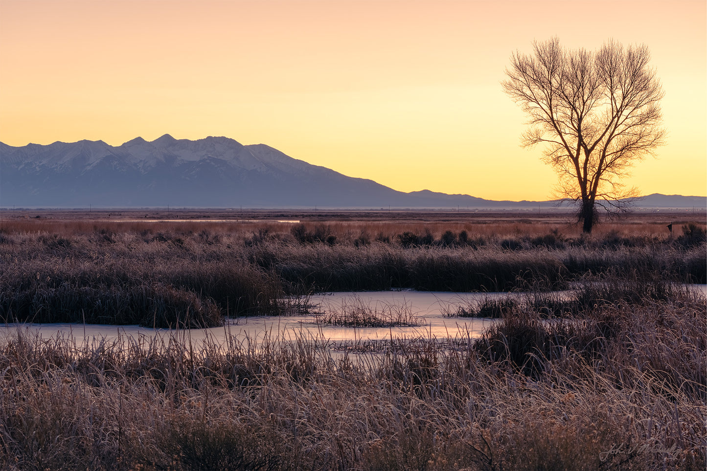 The golden light of a pre-dawn sky spreads a special light in this fine art print. Here it silhouettes distant blue mountains and a lone tree while highlighting the frost on the grasses and rushes.