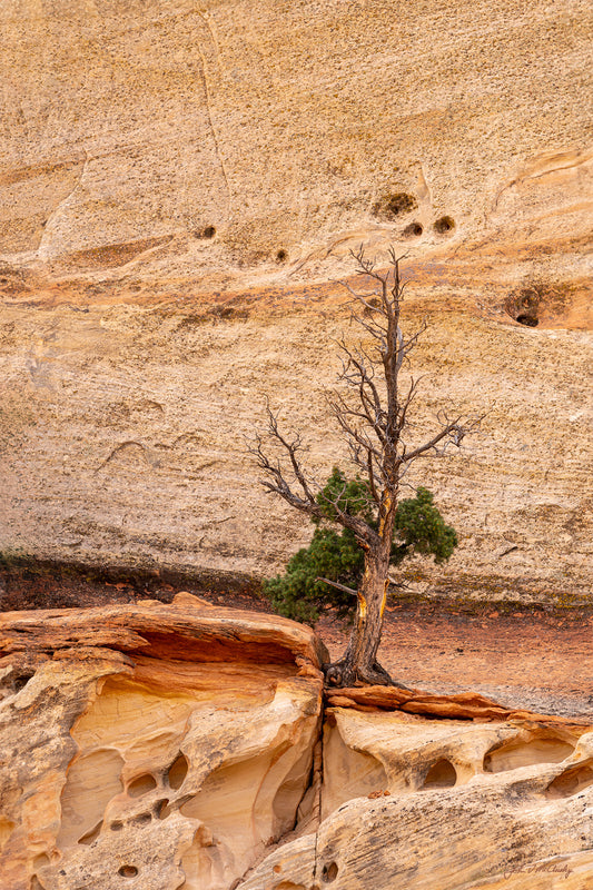 I was struck by this pine tree, struggling to survive amid the sandstone cliffs: the contrast between the green needles and the yellow and orange rock, the lush growth contrasting with the dead branches, and of course the sculptured sandstone. They make for a beautiful fine art nature photography print!