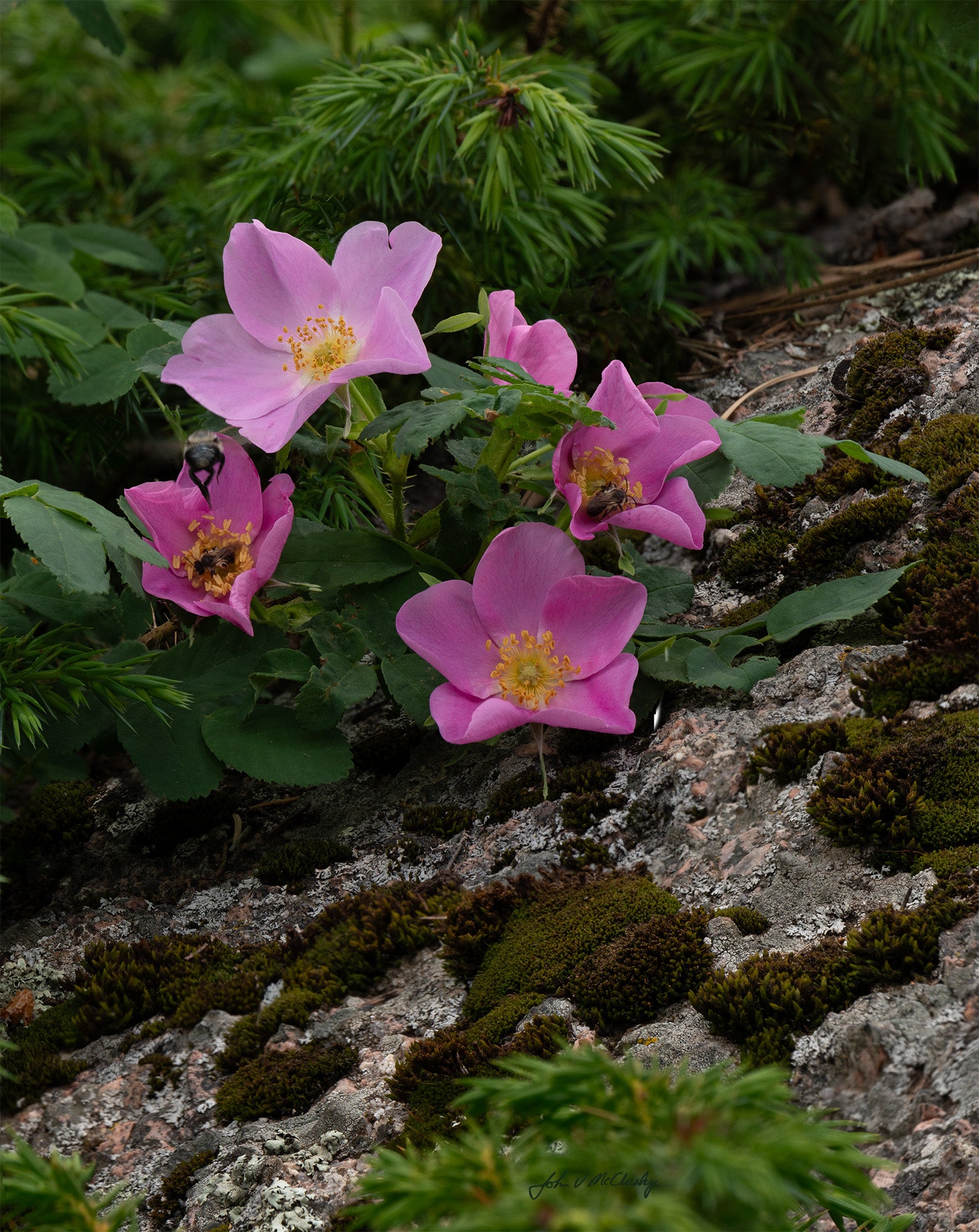 In this nature image, a cluster of pink wild roses bloom, attended by bees, and framed by foliage and a textured granite rock.