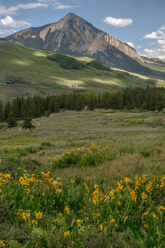 A landscape photography print with clusters of wild sunflowers blooming among the meadows with patches of sunlight in front of Crested Butte Mountain in Colorado.Edit alt text