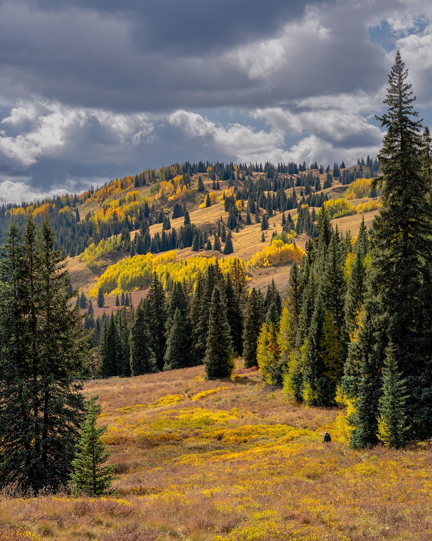 A hiker heads through the golden meadows of fall into the hills covered with a patchwork of spruce and golden aspen. Fine Art Landscape Photograph by McClusky Nature Photography