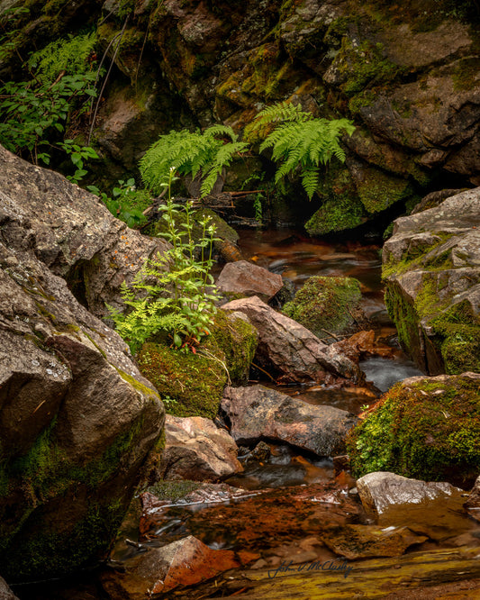 A creek flows through granite rocks amid the ferns and mosses.