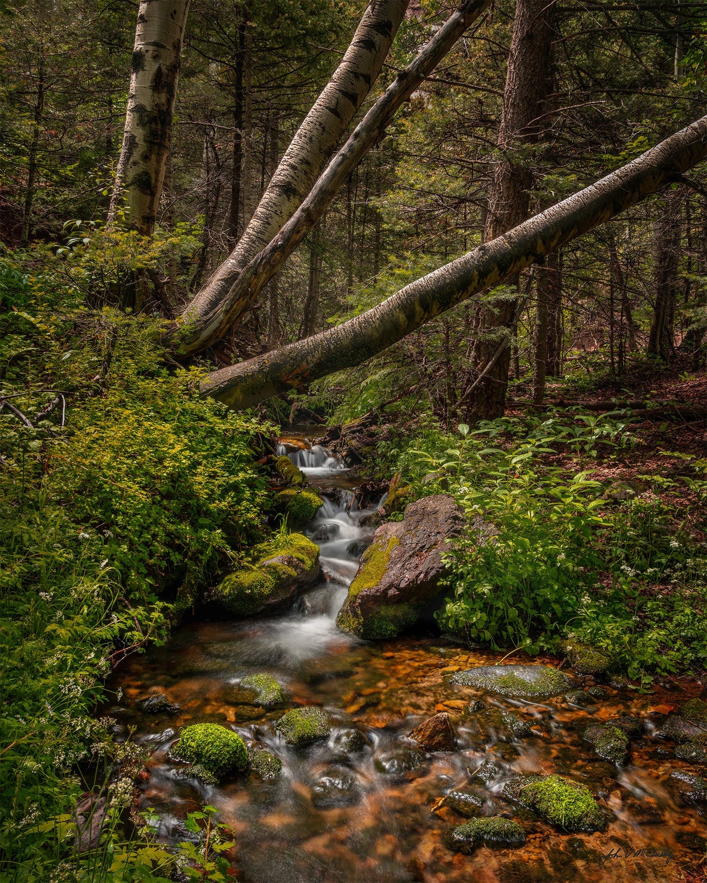 Stream flowing through a forest with moss-covered rocks and trees.