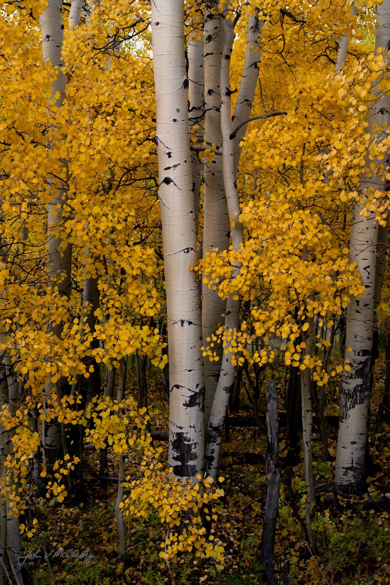 Aspen trees with white bark and vibrant yellow leaves in a forest setting