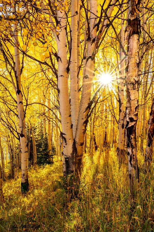 Sunlight filtering through golden aspen. 