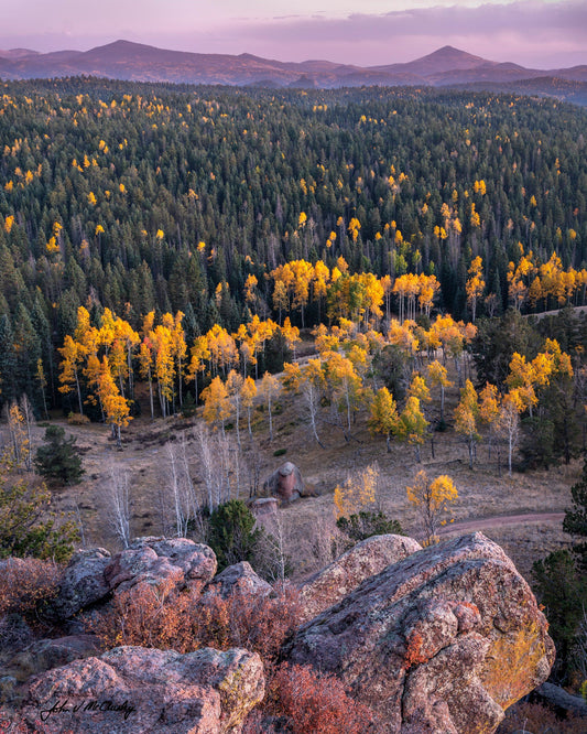 Scenic view of a forest with yellow trees and rocky landscape