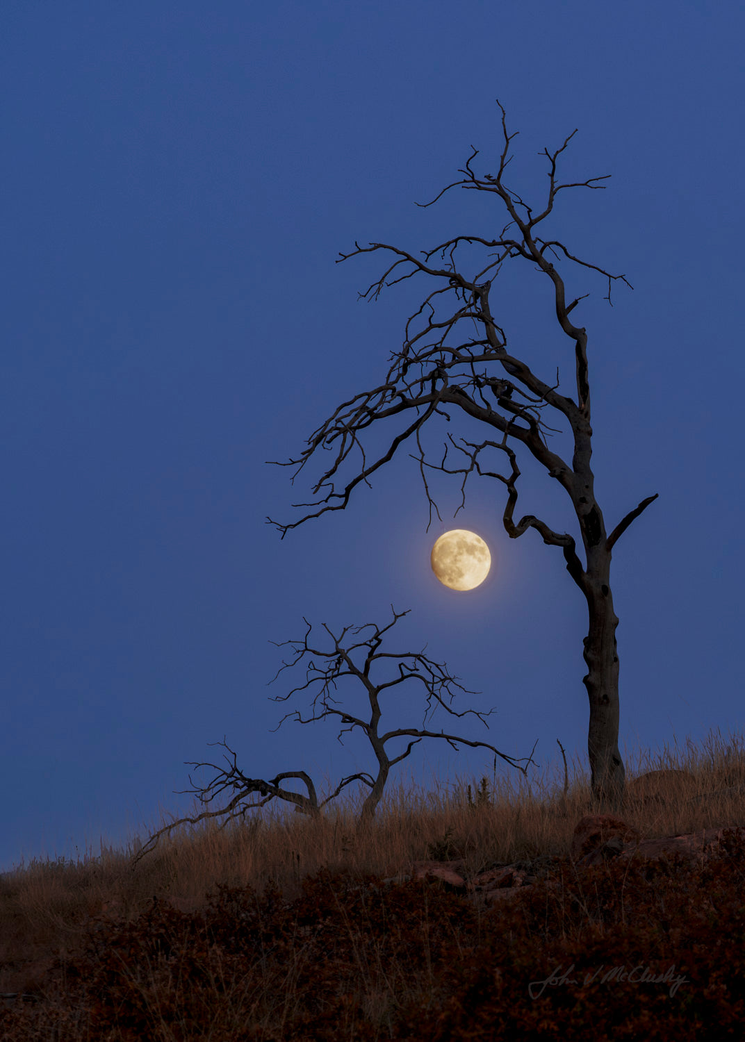 Two barren trees balance a gibbous moon between their branches