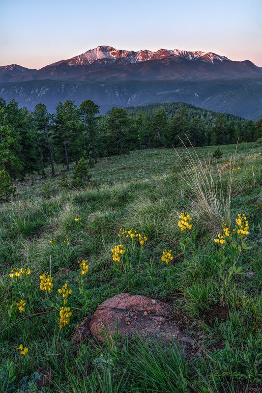 Pikes Peak and yellow flowers in the foreground catch the first light of sunrise. 