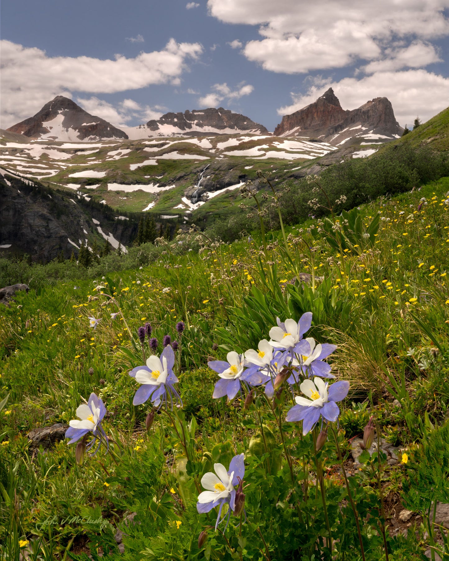 Colorado Columbine