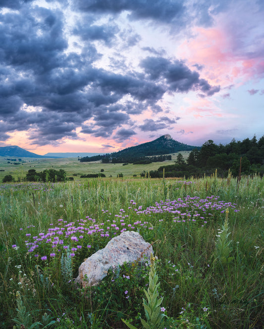 Bee Balm at Spruce Mtn