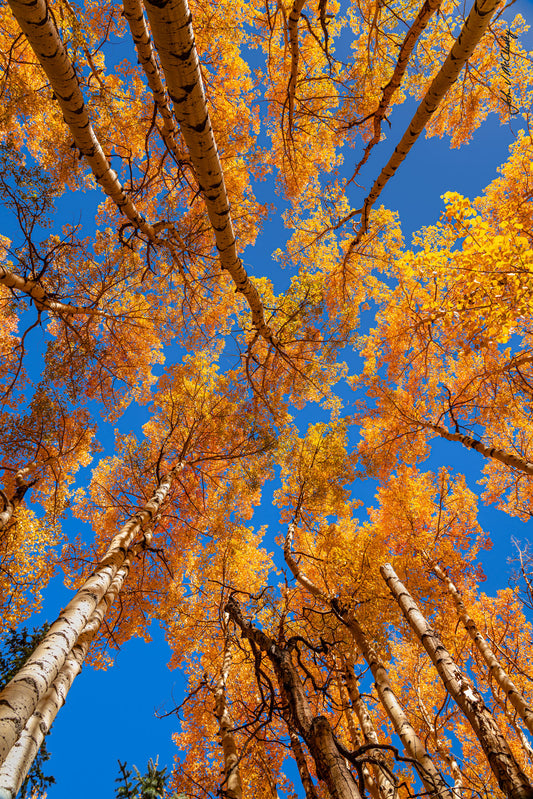 Reaching for the Heavens