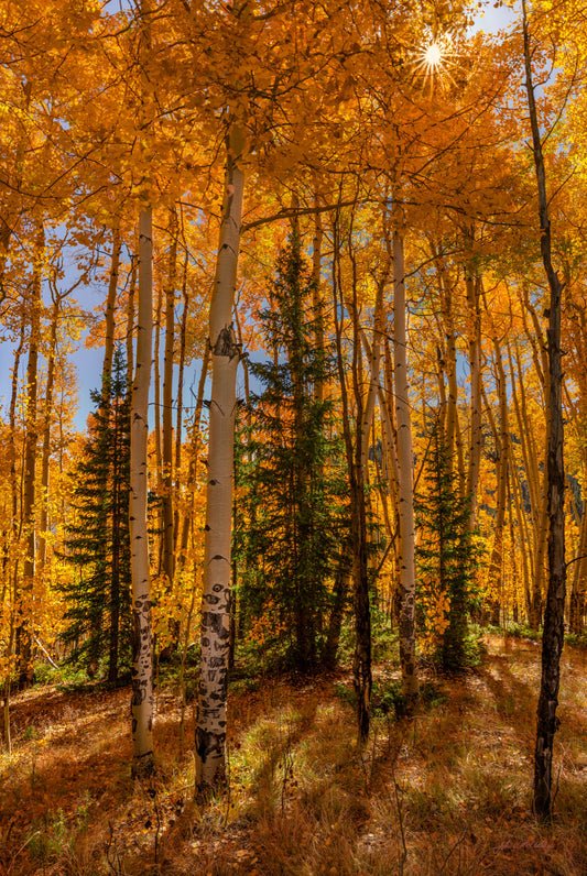Spruce and Golden Aspen