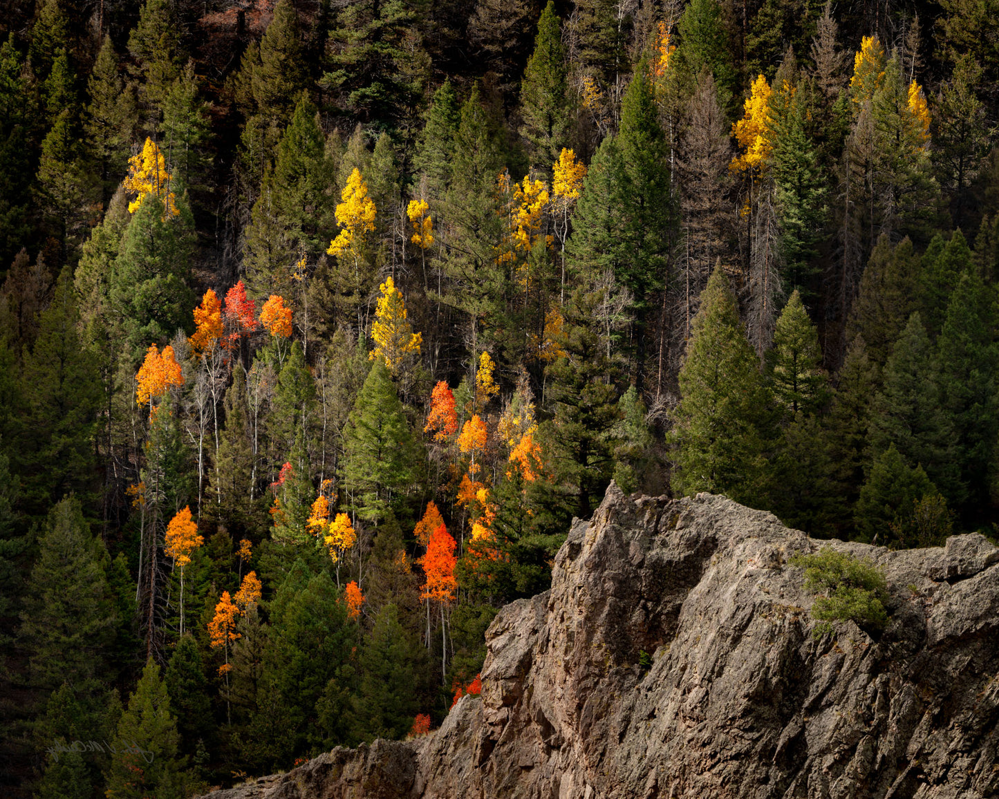 Aspenfire