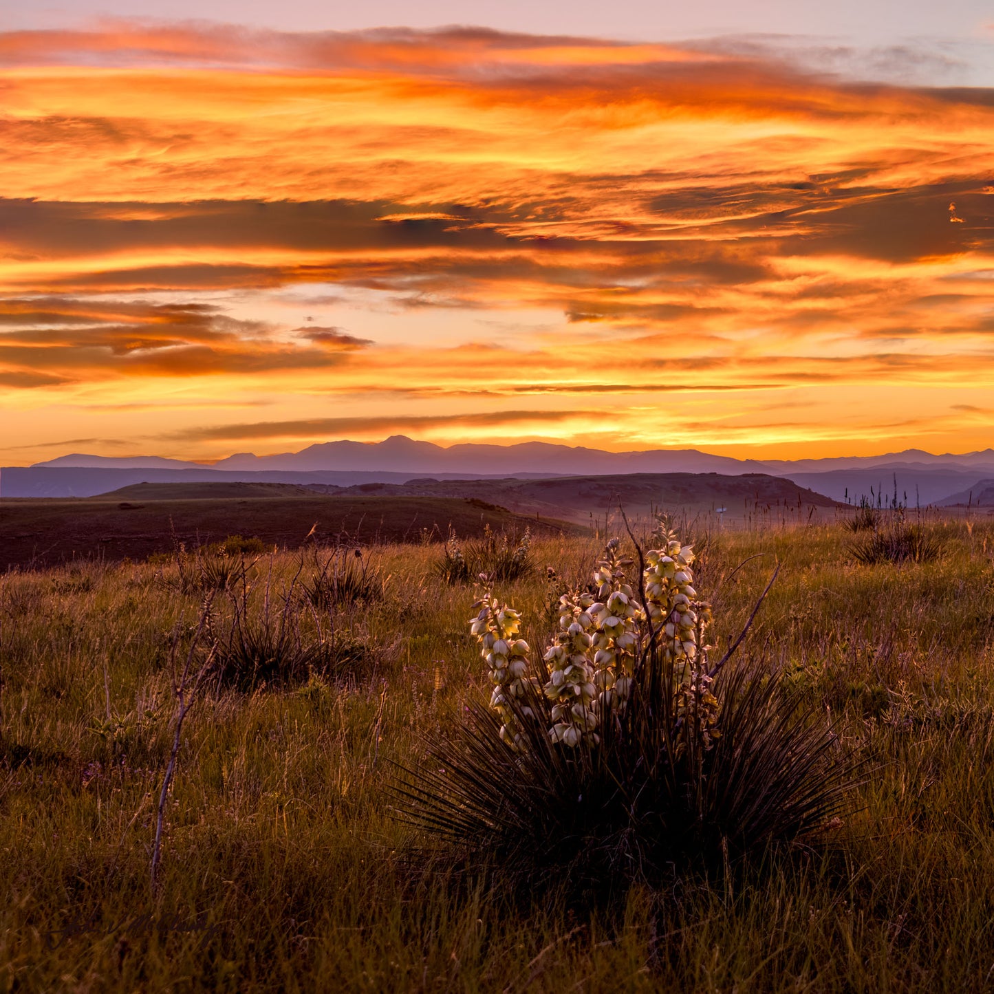 A Yucca Sunset