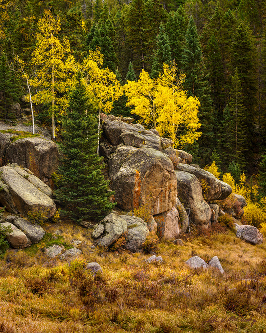 Golden aspen, joined by the granite outcrop, dark spruce, and golden grasses together made for a glorious nature photography image!