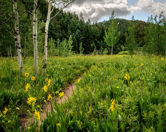 Summer Trail in Linbaugh Canyon
