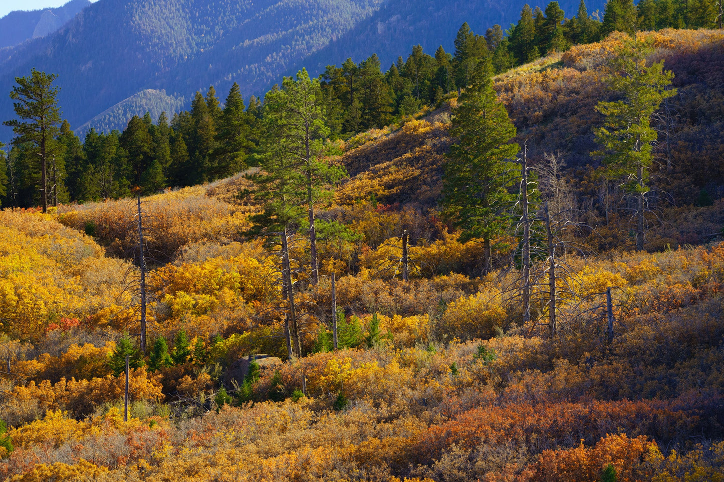 Fall Colors on Mt Herman: I: Fine Art Nature Photography