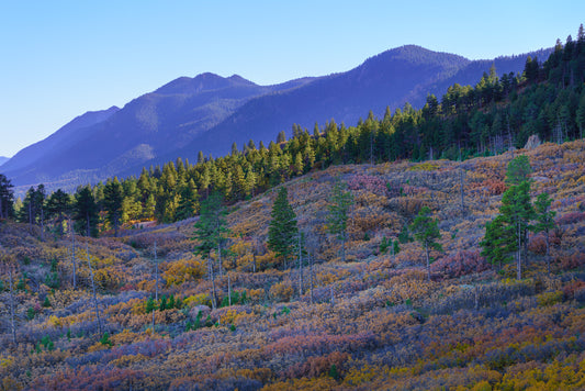 The pastel fall colors of the Gambel oak, sumac, and aspen on Mt Herman near Monument CO.  Landscape image by McClusky Nature Photography.