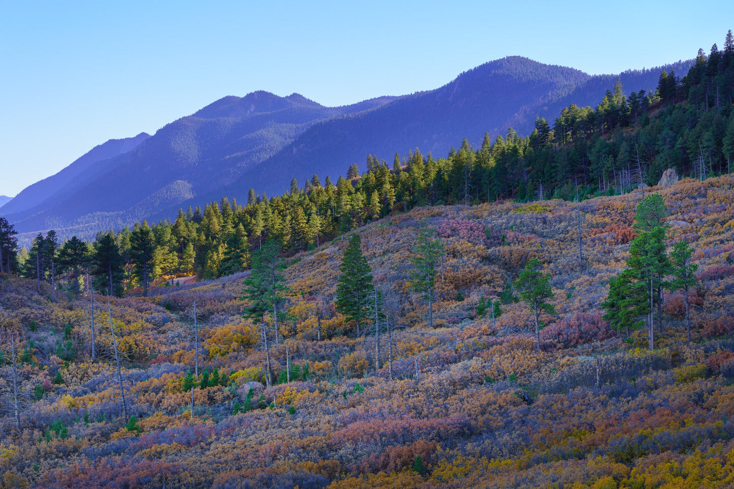 Fall Colors on Mt Herman: II: Fine Art Landscape Photography