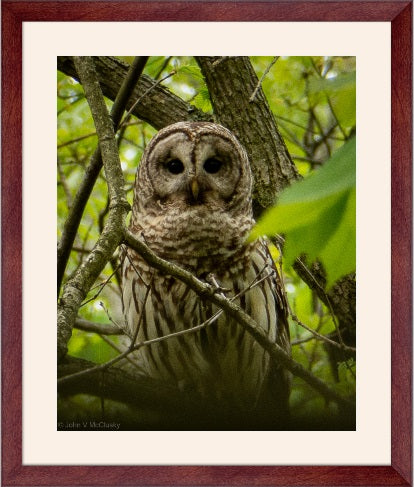 Barred Owl watching through tree branches at Beaver Dam State Park.  Available as a metal print, fine art print, canvas wrap, or mounted photographic print. 
McClusky Nature Photography