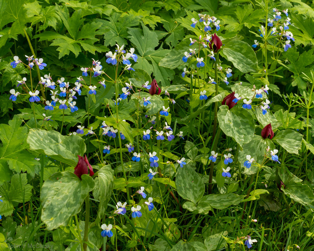 A springtime grouping of Red Trillium and Blue Eyed Mary flowers at Washington State Park, MO.  Fine art nature photography by McClusky Nature Photography