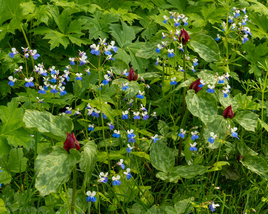 A springtime grouping of Red Trillium and Blue Eyed Mary flowers at Washington State Park, MO.  Fine art nature photography by McClusky Nature Photography