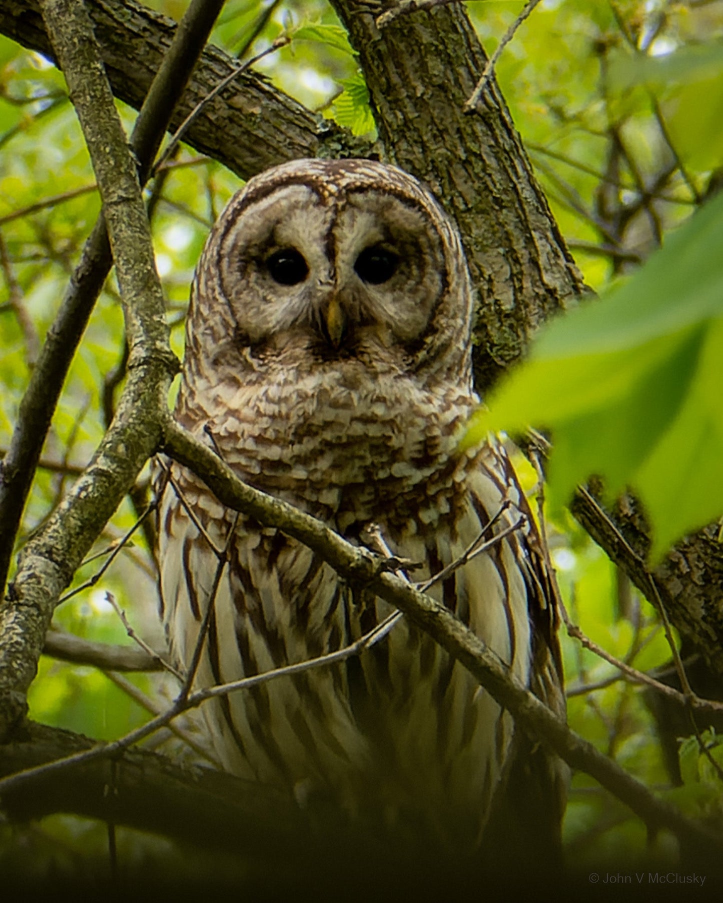 Barred Owl: Fine Art Nature Photography