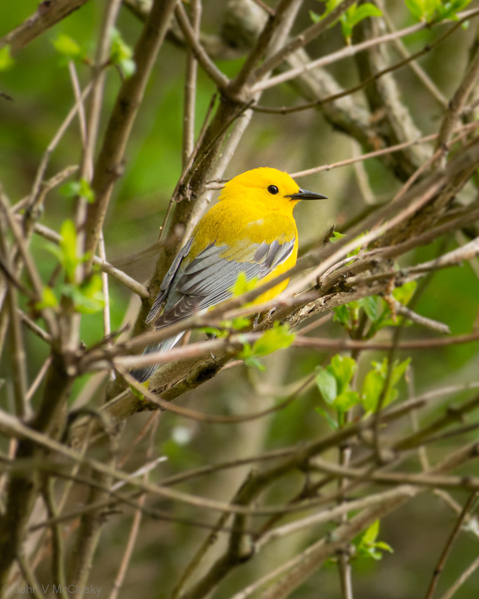 Prothonotary Warbler watching amid budding branches at Beaver Dam State Park.  Fine art nature print by McClusky Nature Photography