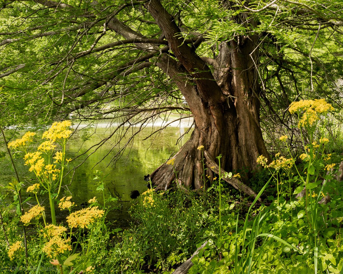 Cypress and Butterweed: Fine Art Nature Photography