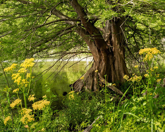 A low, gnarled cypress tree sits on the lakeshore amid lush grass and Butterweed flowers at Beaver Dam State Park.  Fine art print by McClusky Nature Photography.