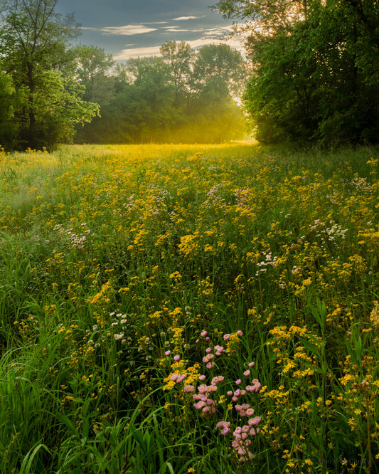 The sun makes the morning mist glow behind a field of yellow, white, and pink flowers at Beaver Dam State Park, together making a beautiful nature image.