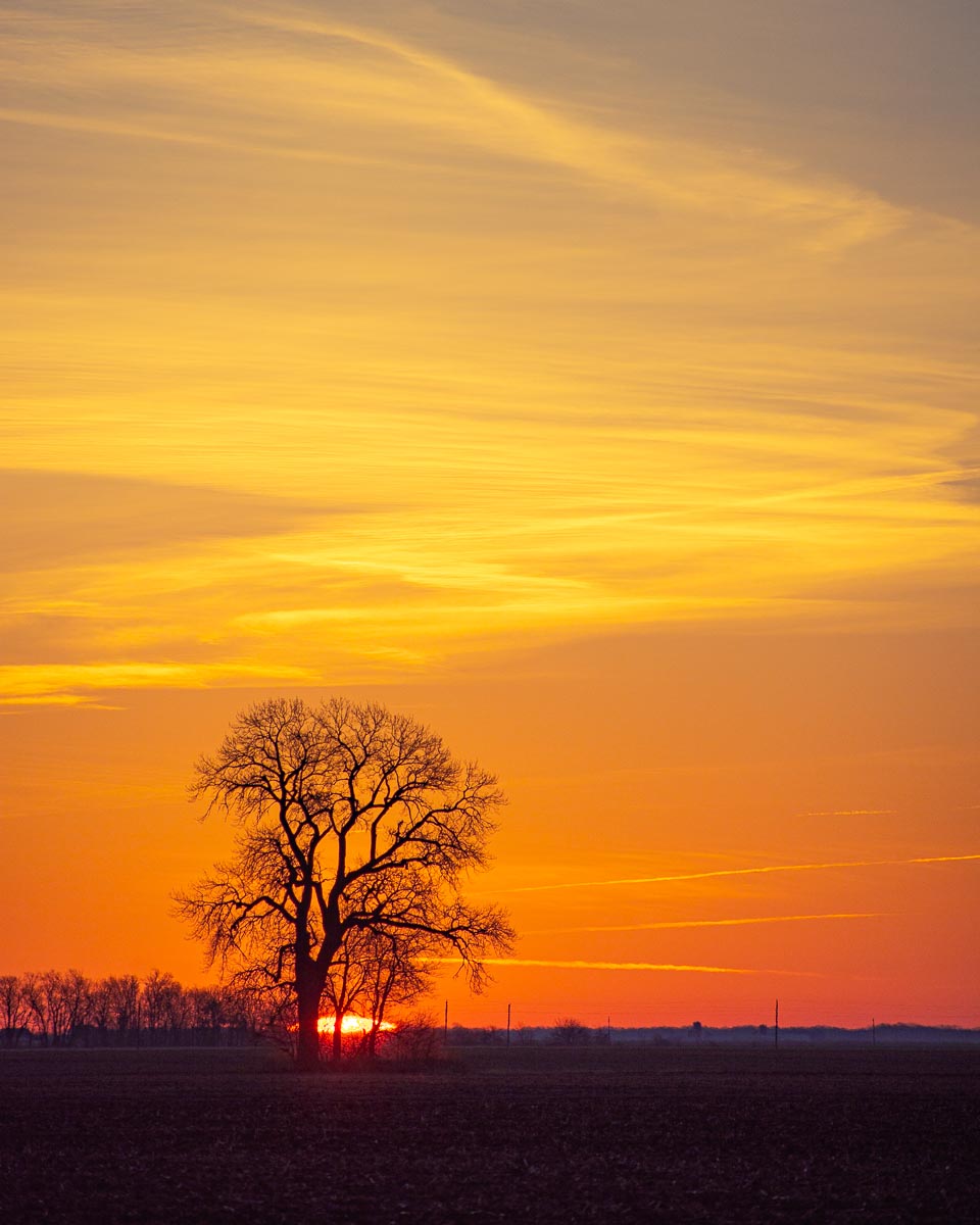 In this nature print, the sun peeks over the horizon behind a lone tree and lights the sky with orange and yellow. 