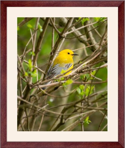 Prothonotary Warbler watching amid budding branches at Beaver Dam State Park.  Available as a metal print, fine art print, canvas wrap, or mounted photographic print. 
McClusky Nature Photography